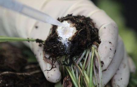 Tire makers race to turn dandelions into rubber