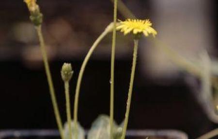 Tire makers race to turn dandelions into rubber