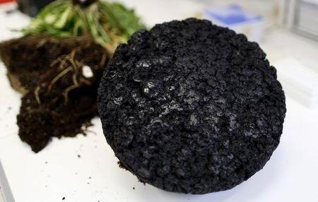 Tire makers race to turn dandelions into rubber