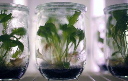 Tire makers race to turn dandelions into rubber