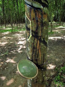 TOCOM natural rubber futures down on US presidential elections (Nov. 5)