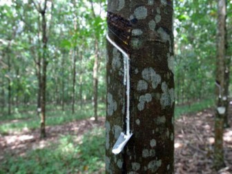 Tokyo rubber futures climb for 2nd day on weaker yen (Nov. 15)