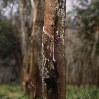 Tokyo rubber futures drop on EU worries; US payrolls eyed