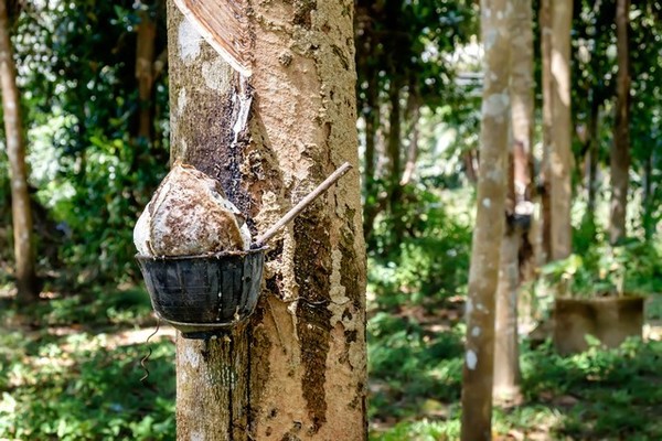 Tokyo rubber futures edge lower on tumble in Shanghai market