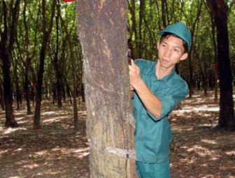 Malaysian rubber prices are expected to see an upward trend next week