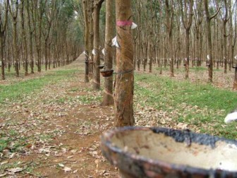 Tokyo rubber futures hit 7-mth high as yen weakens (Dec. 17)