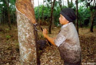 Tokyo rubber futures up 1.2 pct; market calm (Nov 30)