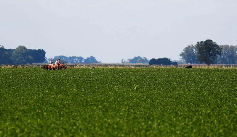 Too much water? Argentina farm belt rains mark shift away from drought fears