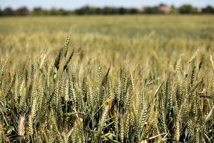 Trade spat with Mexico speeds U.S. decline as global wheat supplier