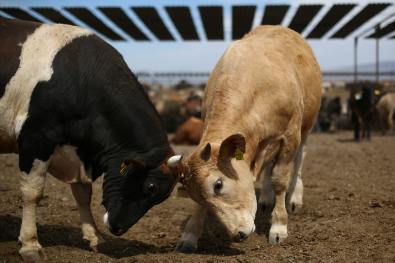 U.S. Cold Blast Menaces Winter Wheat, Cattle as Prices Climb