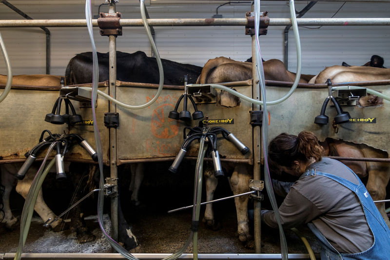 U.S. dairy farmers get little help from Canada trade deal