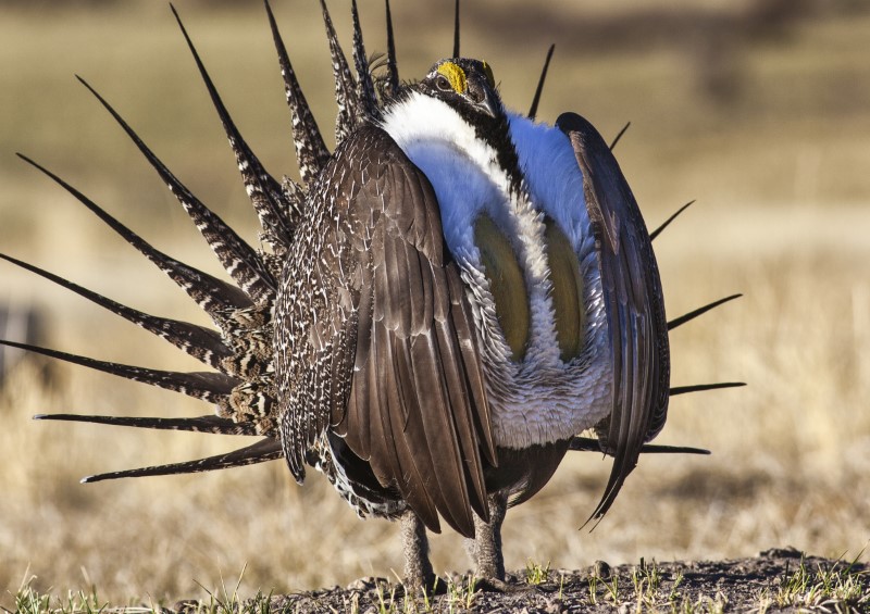 U.S. proposes looser protections for a bird, to boost drilling, mining