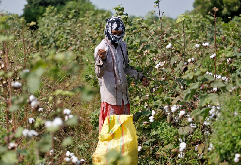 U.S. says India paid far bigger cotton subsidies than allowed by WTO