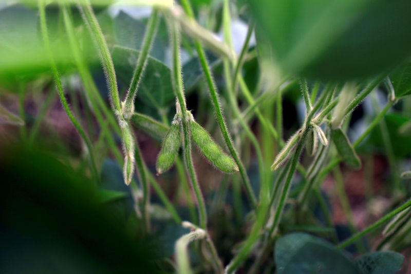 U.S. soy seizes EU market, bolstering Trump trade deal