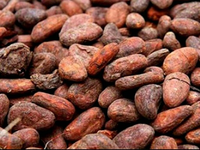 Uneven rainfall in Ivory Coast leaves some cocoa farmers keen for more