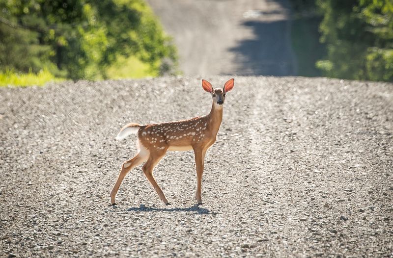 US awards 0 million to reduce wildlife car collisions