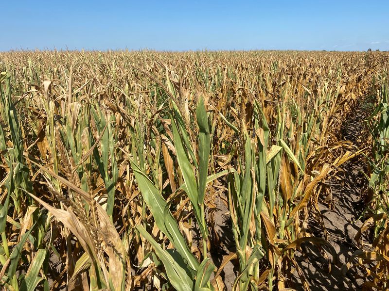 US Midwest drought expands, but forecast rains offer relief to crops