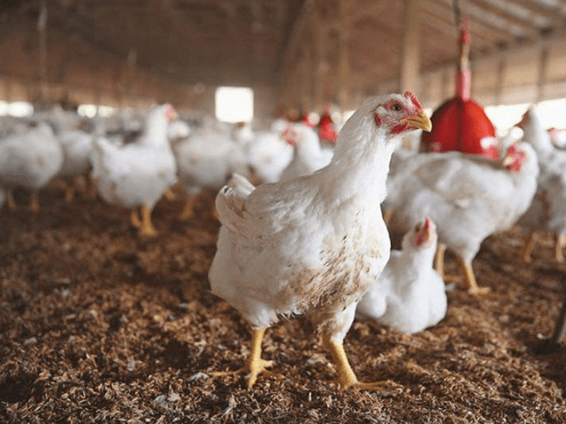 US reports highly lethal bird flu in Kentucky chicken farm