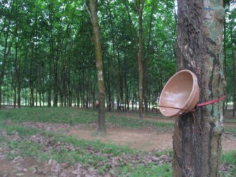 US seeks domestic rubber as global shortage worsens US seeks domestic rubber as global shortage worsens