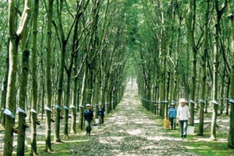 [Vietnam] Natural rubber price in Mong Cai–Dongxing: November 7, 2012