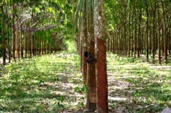 [Vietnam] Natural rubber price in Mong Cai–Dongxing: Oct. 25, 2012