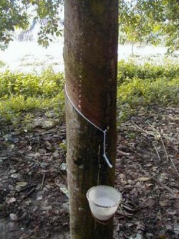 [Vietnam] Natural rubber price in Mong Cai–Dongxing: Oct. 26, 2012