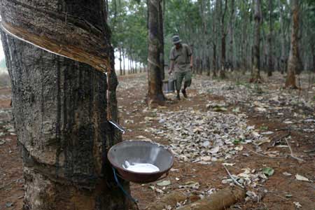 Vietnam predicted to become third largest rubber exporter