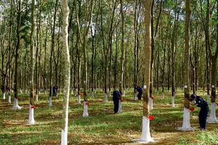 Vietnam: Rubber export prices rise sharply