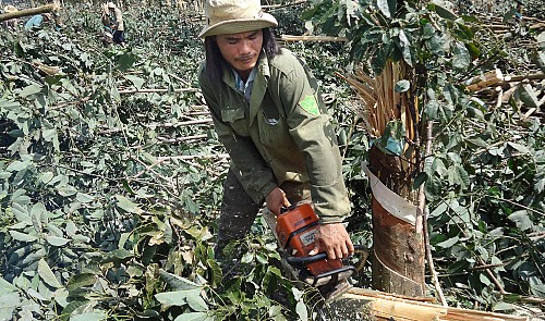 Vietnam rubber growers swallow bitter pill given protracted low prices