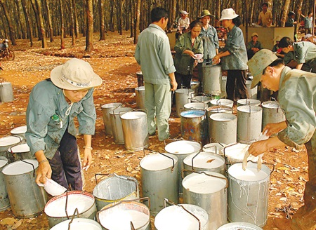 Vietnam: Rubber industry needs bounce