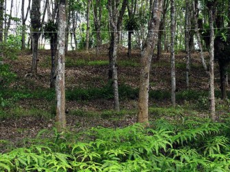 Vietnam to become world’s third biggest rubber producer