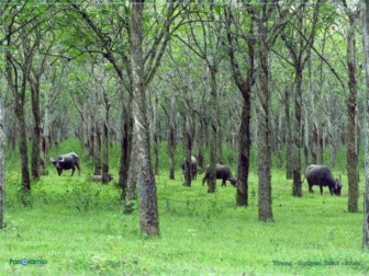 Vietnamese rubber exports in 2012 will reach $ 3,000,000,000