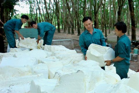 Vietnam’s top rubber firm valued at 7.8 million for IPO