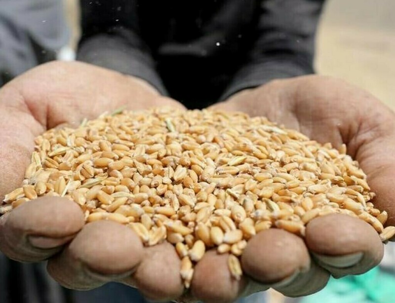 Wheat firms but set for second weekly loss on lacklustre demand