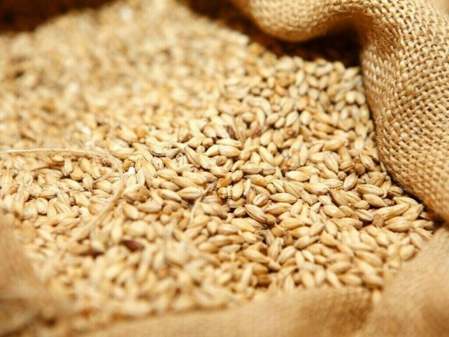 Wheat firms, set for third weekly gain on India rice curbs, supply concerns