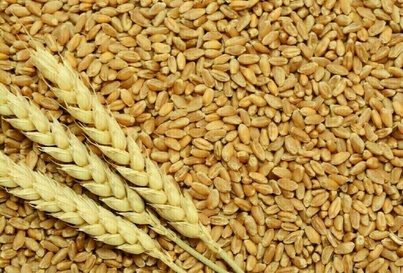 Wheat heads for first monthly fall since September on ample supply