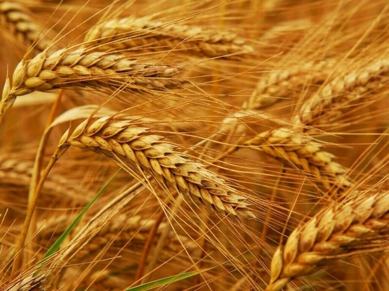 Wheat recovers from deep losses, attacks on Ukraine support prices