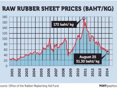 With declining rubber prices, what will rubber farmers do in Thailand?