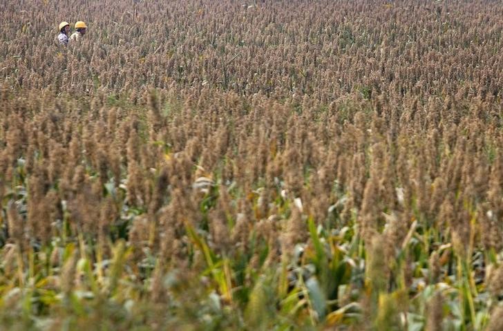 With sorghum warning shot, Beijing targets Trump