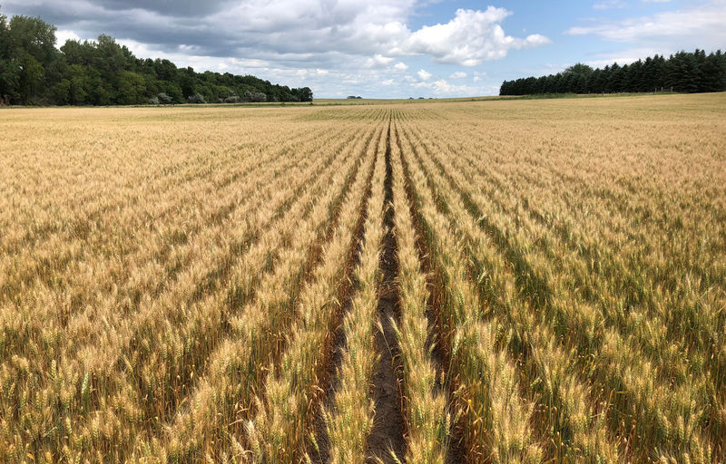 World needs more U.S. wheat, China can hold off on U.S. soy: traders