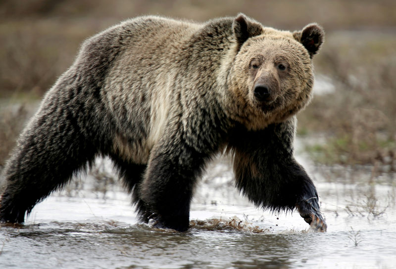 Wyoming approves controversial hunt of Yellowstone area grizzlies