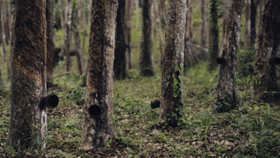 Cambodia sees 15.5% growth in rubber exports, earning 8mn in first eight months of 2024