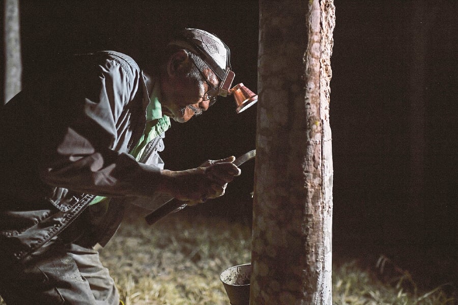 A rubber tapper from Felda Laka Selatan, Changlun, Kedah hard at work. -- BERNAMA PIC