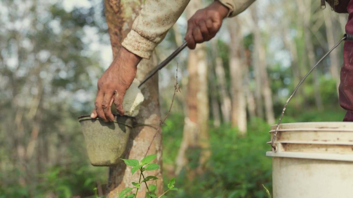 Malaysian rubber output faces sharp decline amid various odds