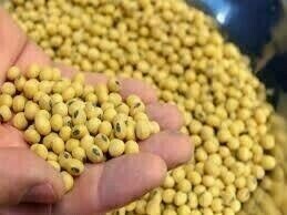 Soybean futures dip as Brazil drought concerns ease