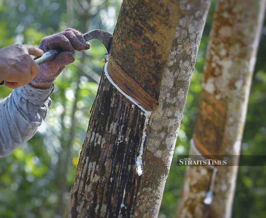 Malaysia strengthens rubber industry through international cooperation