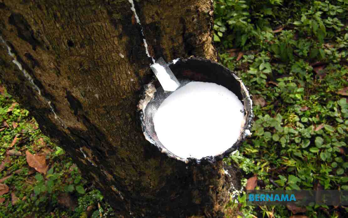 Rubber market likely to trade range-bound with higher bias next week