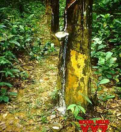 Cambodia makes $394 million from rubber exports in Jan-Sep