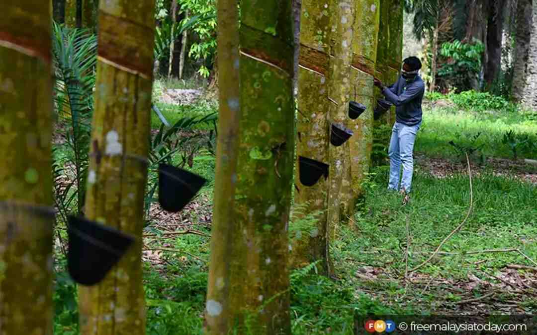 Malaysia’s natural rubber production slides 5.2% in August