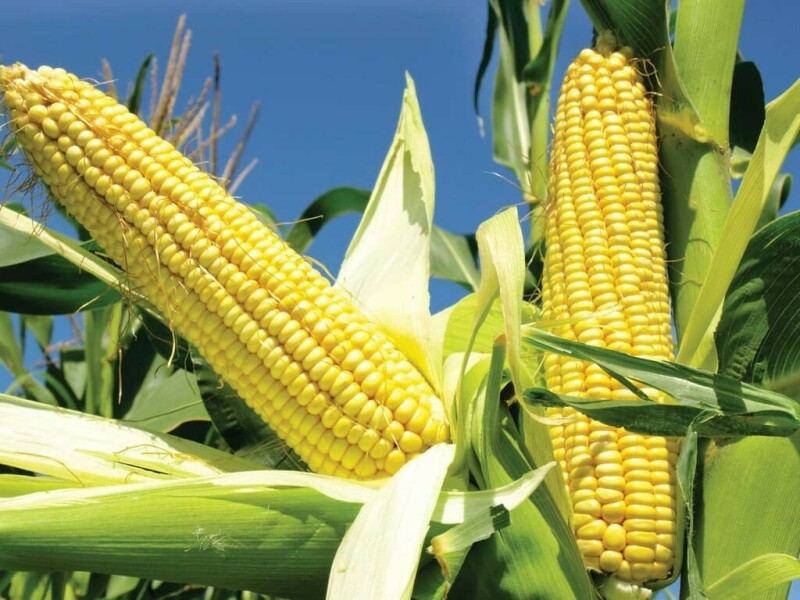 Corn and soybeans regain a little ground after sell-off